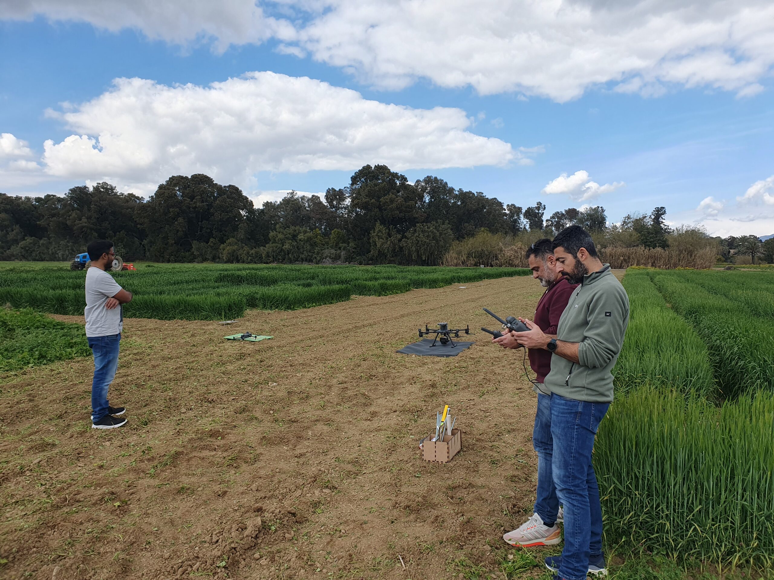 First flights in wheat fields in Cyprus